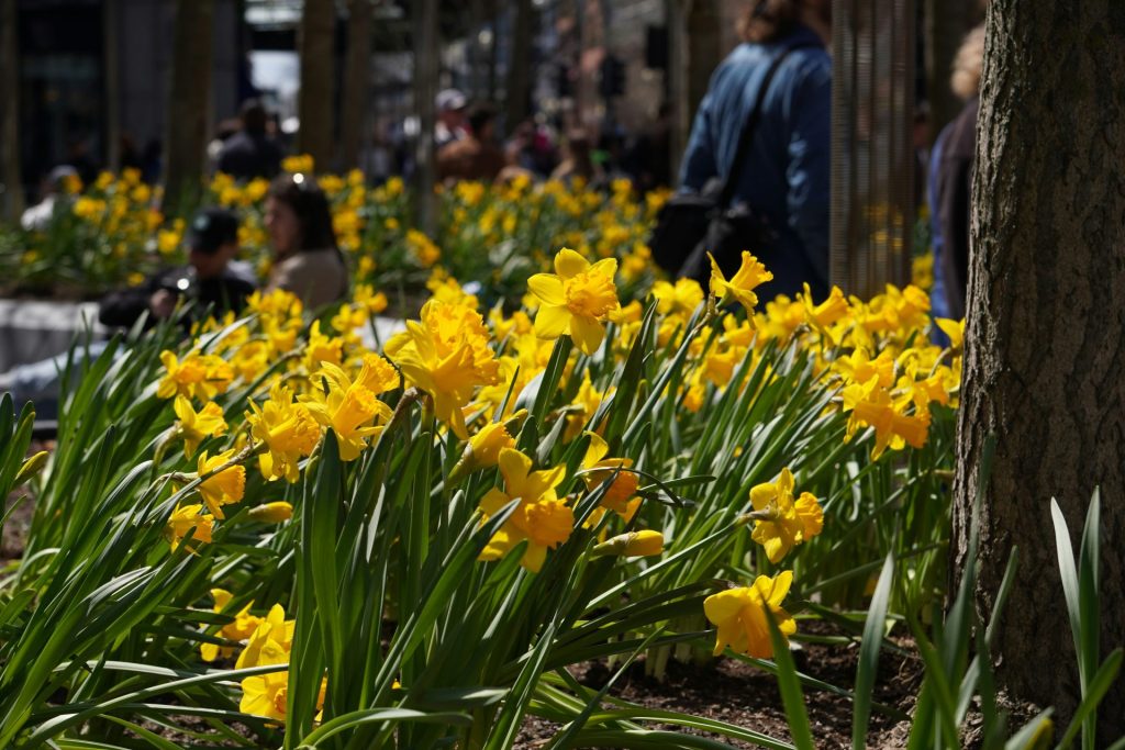 Yellow daffodils bloom in the sunlight.